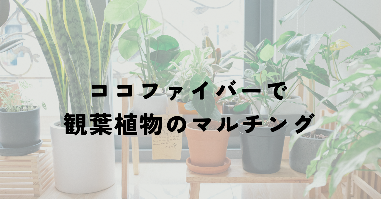 ココヤシファイバーでマルチング